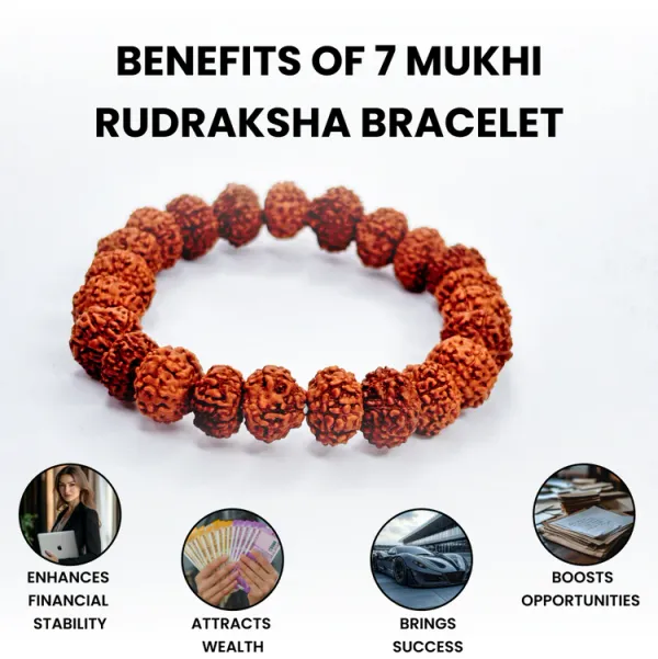 7 mukhi rudraksha